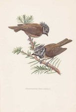 Haubenmeise Parus cristatus