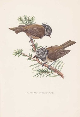 Haubenmeise parus cristatus - haubenmeise,