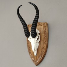 Springbock Antilope Trophäe