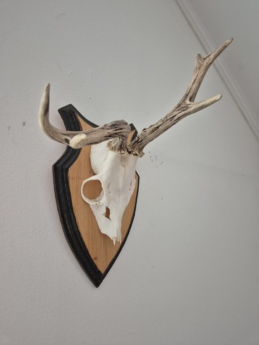 Abnormes rehgehörn geweih - abnormes,