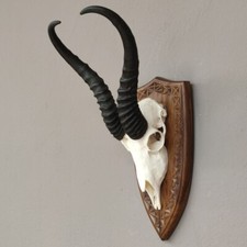 Springbock Antilope Trophäe