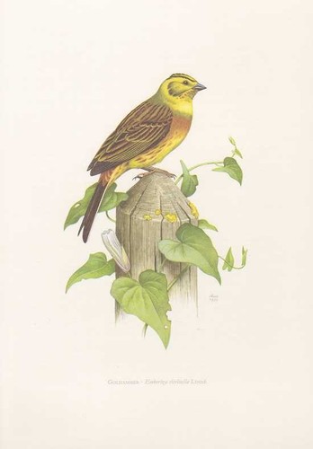 Goldammer emberiza citrinella - goldammer,