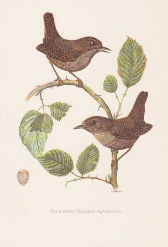 Zaunkönig troglodytes - zaunkönig,