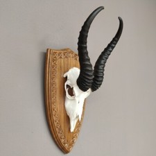 Springbock Antilope Trophäe