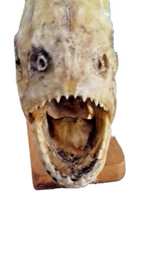 Piranha fisch präparat auf - fisch, präparat!auf