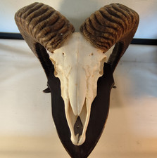Mufflon Schädeltrophäe