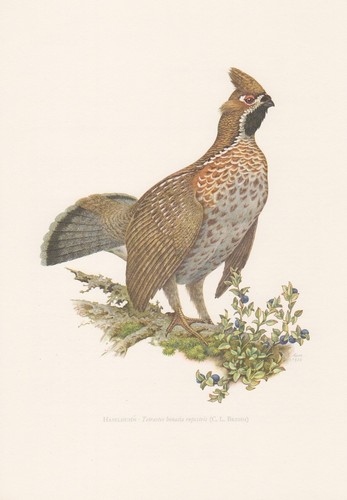 Haselhuhn tetrastes bonasia - haselhuhn,