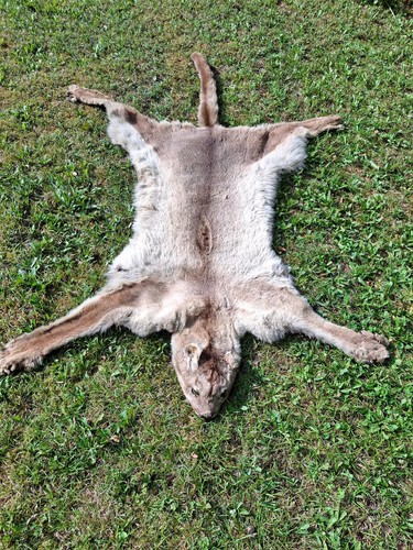 Rarität puma provenienz - rarität, puma,