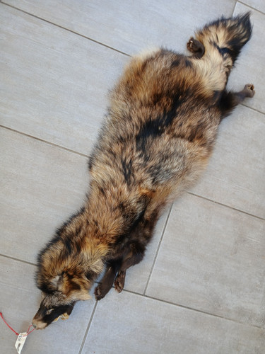 Tierpräparat wilder - *,