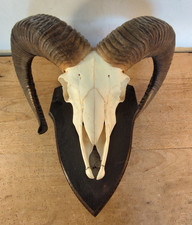 Mufflon Schädeltrophäe